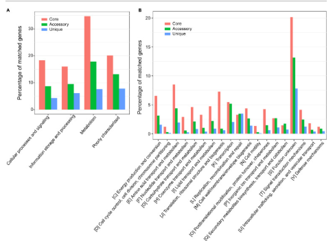 Types of Genes Found in Bradyrhizobium Genomes
