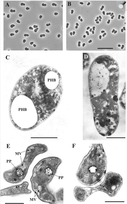 Microscopic View of Bacteria and Their Cell Structures