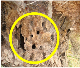 External Damage on Palm Trunk