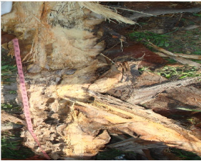 Internal Rot in Palm Tree Base