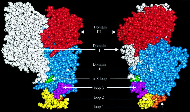 Key Binding Sites in the Cry1Ab Protein