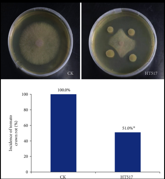Bacillus megaterium vs. Tomato Fungal Disease