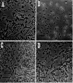 Microscopic View of Bacillus megaterium and Fungal Interaction