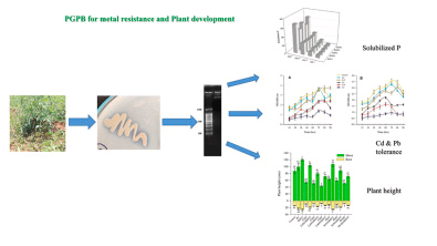 Role of Beneficial Bacteria in Helping Plants Grow and Resist Metals