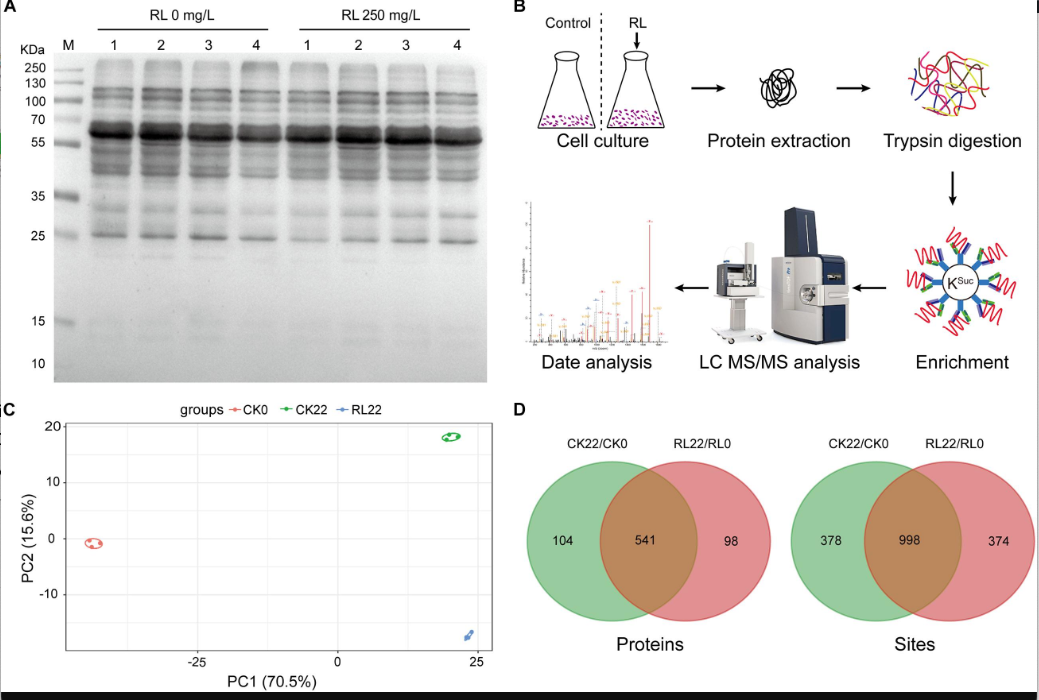 How Rhamnolipids Influence Bacterial Proteins