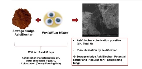 Using Ash/Biochar and Fungi to Improve Phosphorus Availability