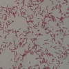 Serratia fonticola