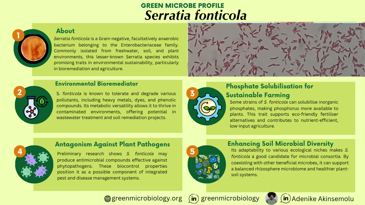 Serratia fonticola
