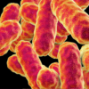 Serratia marcescens