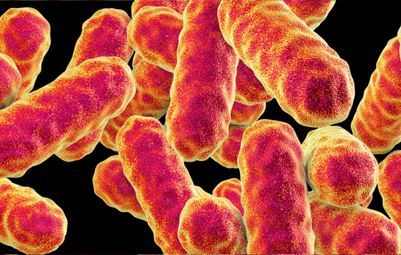 Serratia marcescens