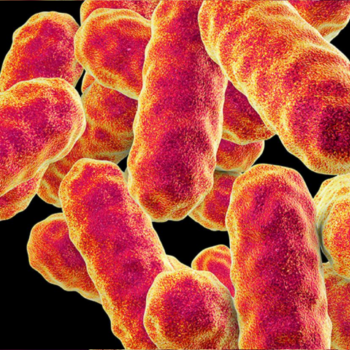Serratia marcescens
