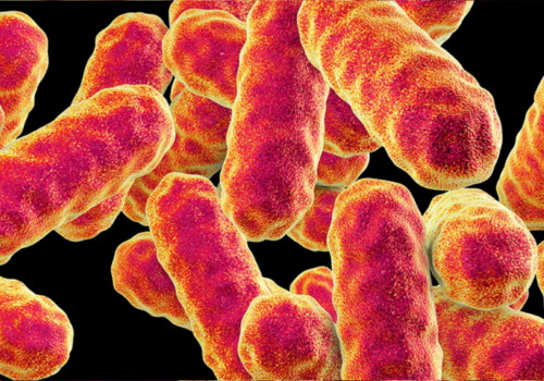 Serratia marcescens