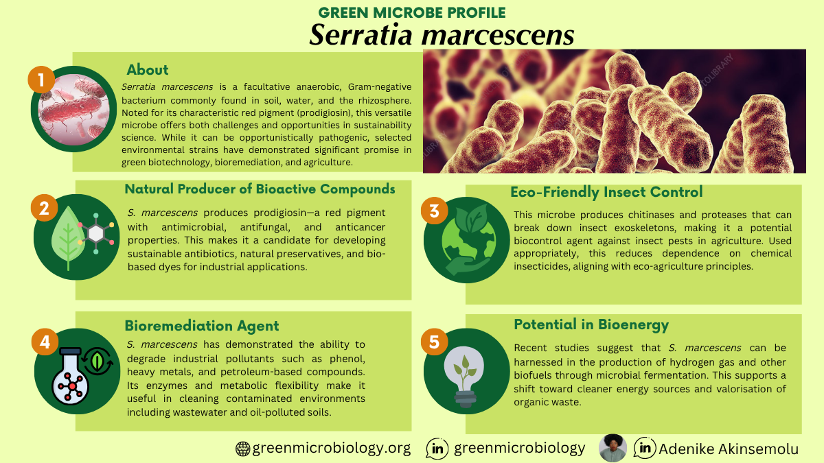 Serratia marcescens