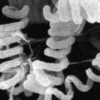Streptomyces avermitilis