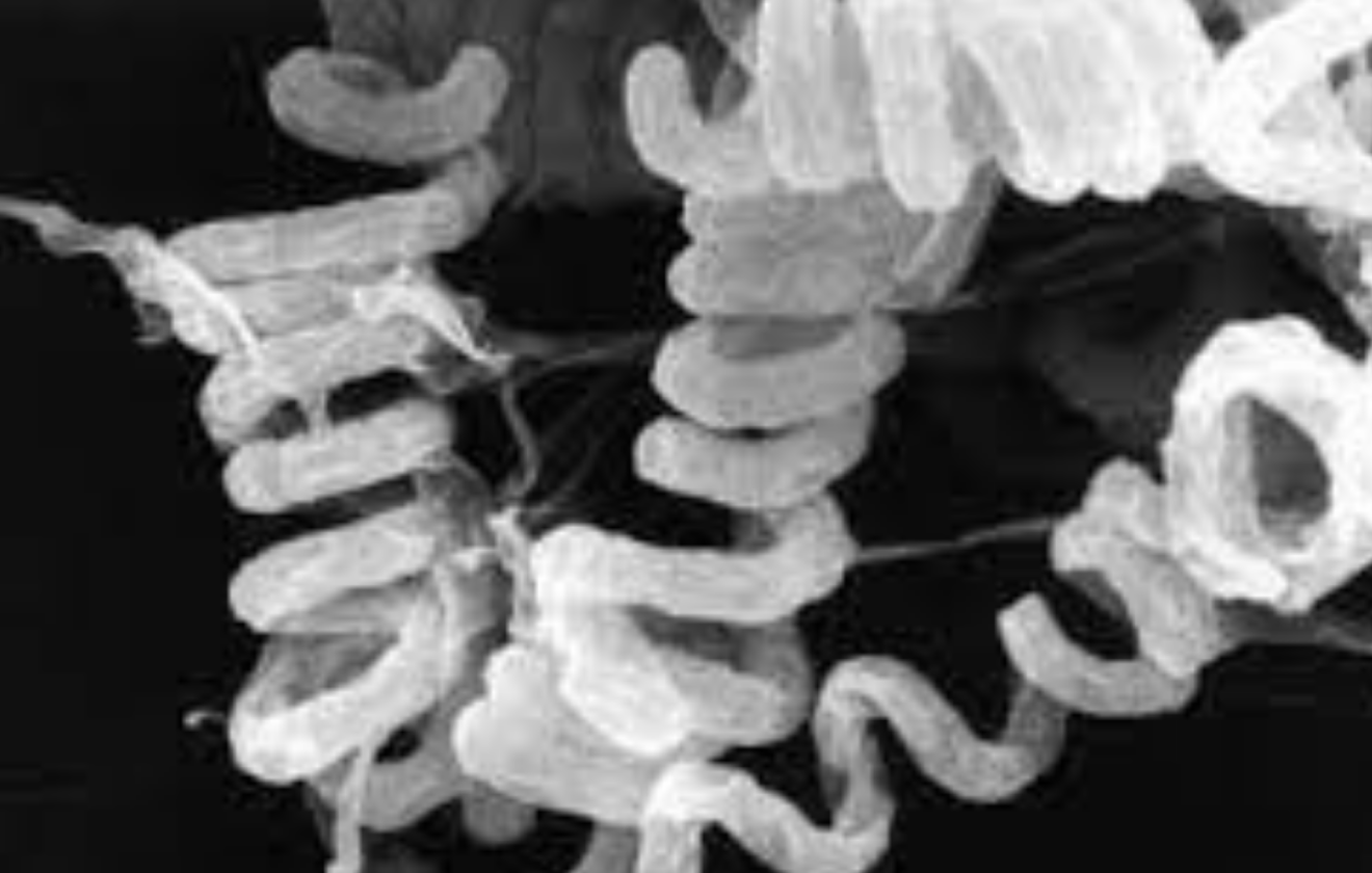 Streptomyces avermitilis