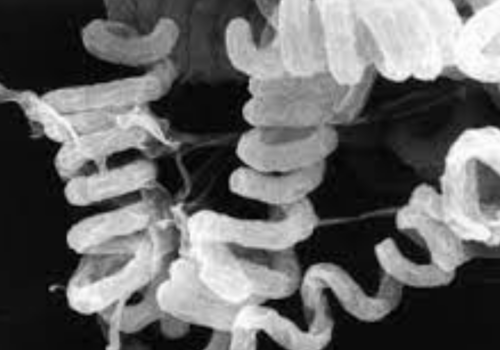 Streptomyces avermitilis