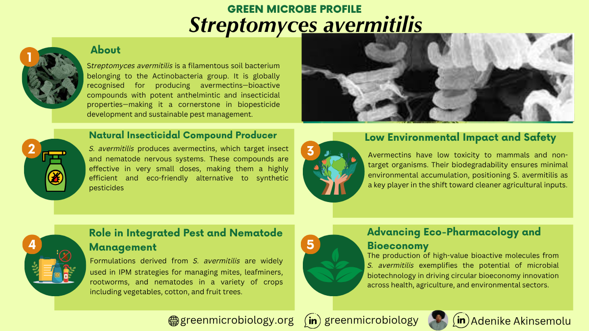 Streptomyces avermitilis
