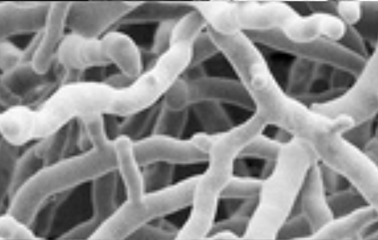 Streptomyces lydicus
