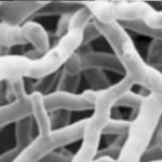 Streptomyces lydicus