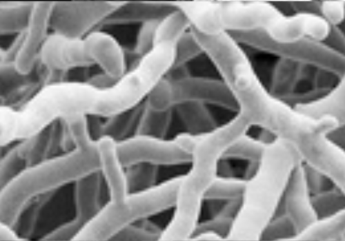 Streptomyces lydicus