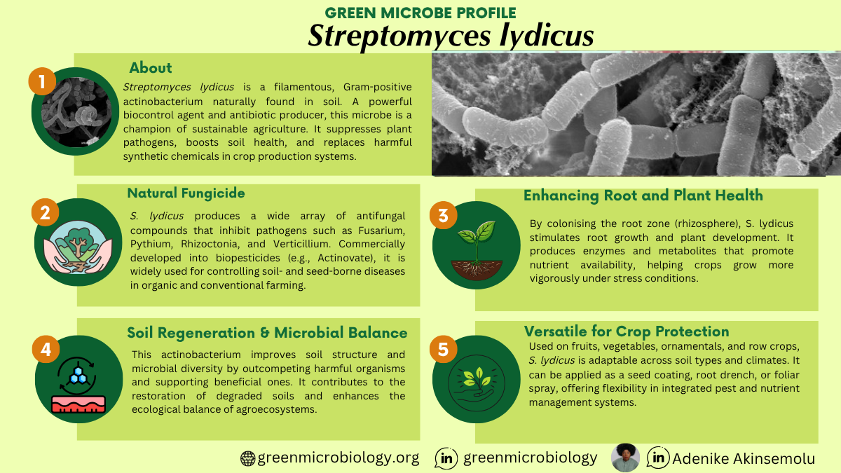 Streptomyces lydicus