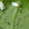 Verticillium lecanii