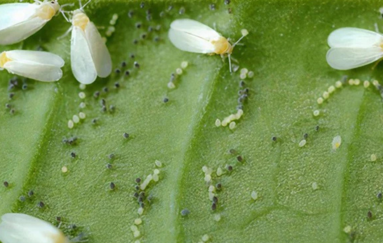 Verticillium lecanii