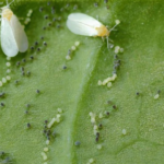 Verticillium lecanii