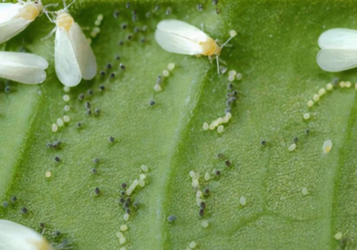 Verticillium lecanii