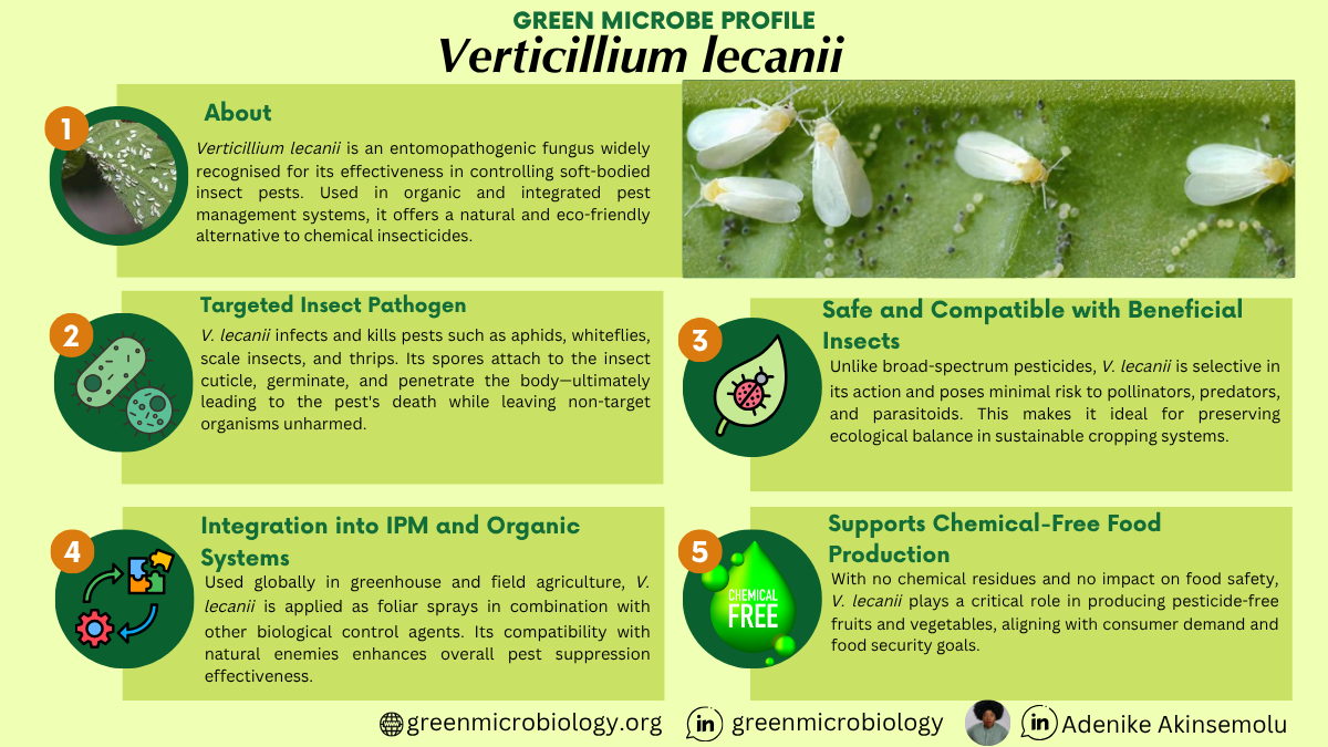 Verticillium lecanii