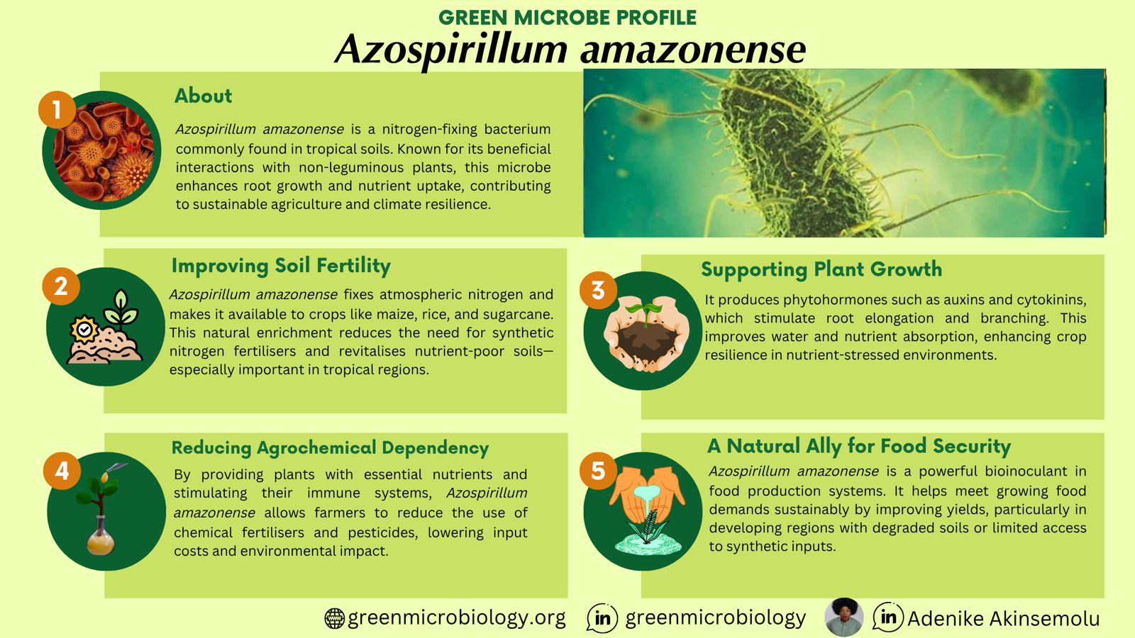 Azospirillum amazonense