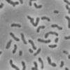 Xanthobacter autotrophicus