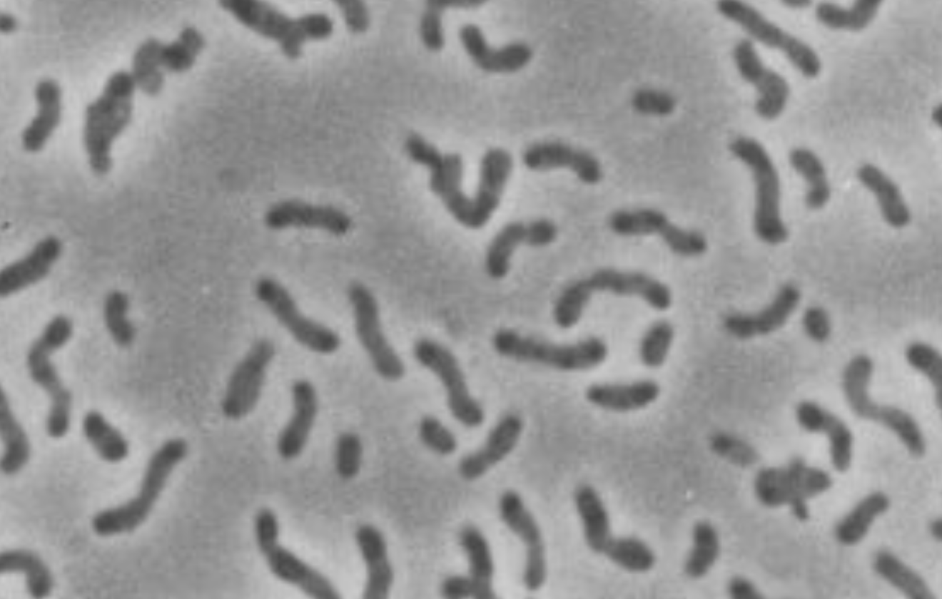 Xanthobacter autotrophicus