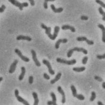 Xanthobacter autotrophicus