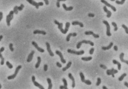 Xanthobacter autotrophicus