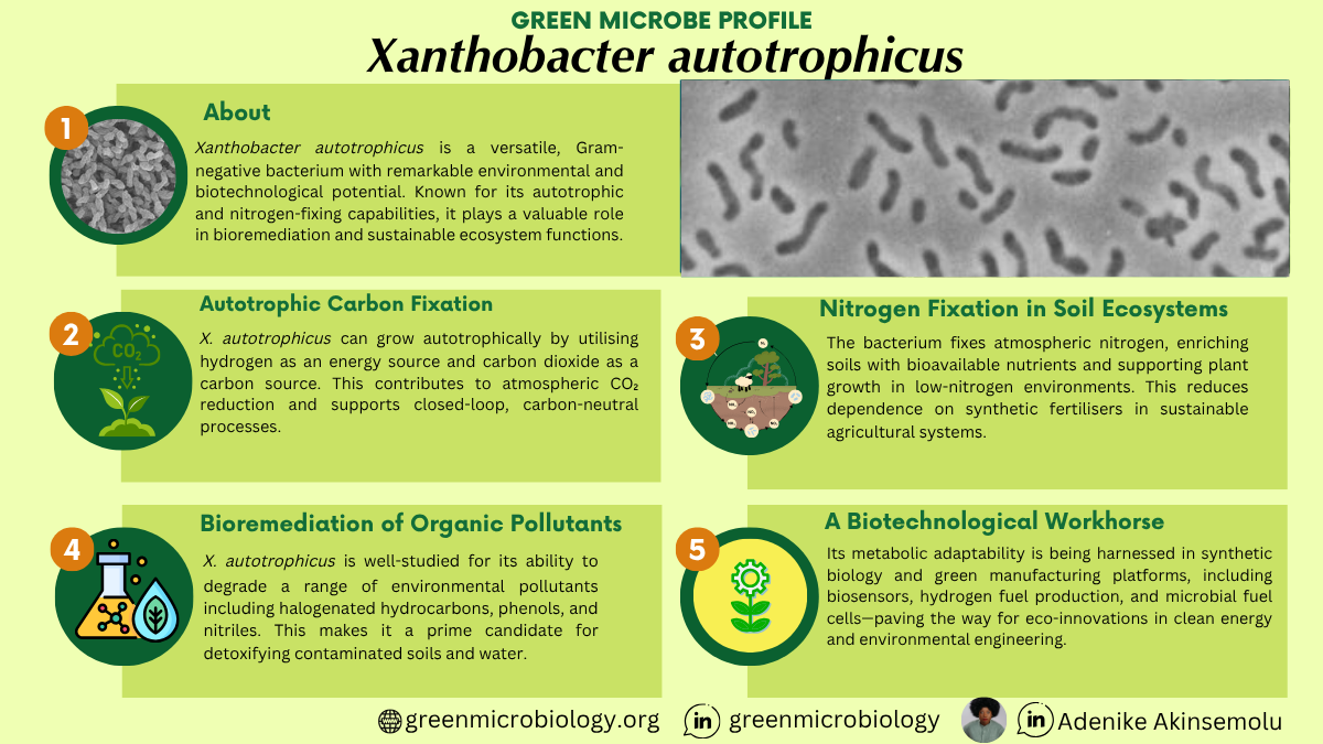 Xanthobacter autotrophicus