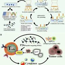 How a TIM-3-targeting peptide boosts immune attack on tumors