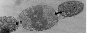 Close-Up of Bacterial Cells Sharing Nutrients