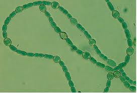 Filamentous Cyanobacteria Under the Microscope