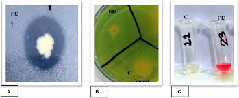 Shows how strain FJ3 helps plants grow by (A) making phosphate available, (B) producing iron-capturing compounds, and (C) making a growth hormone (IAA).
