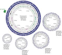 Shows the genome layout of Rhizobium leguminosarum, including its chromosome and plasmids,