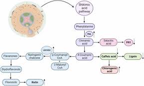 How plants make key defense and growth compounds