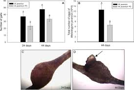 Effect of plant-parasitic nematodes on root growth over time