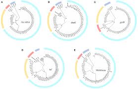 Comparing bacterial gene relationships