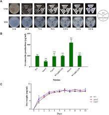 Shows how deleting or overexpressing the aveT gene affects S. avermitilis in terms of appearance, antibiotic production, and growth.