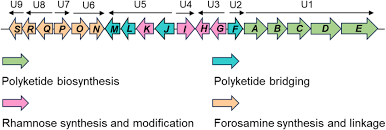 Diagram showing the structure and roles of the 19 genes in the spn cluster, grouped by function and arranged into 9 working units.