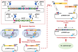 Step-by-step illustration of how scientists built a modified Sa. spinosa strain using gene editing and DNA assembly techniques.