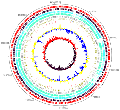Map of a bacterial genome