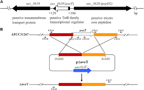 Shows the location of the aveT gene and nearby genes in S. avermitilis, and outlines how the aveT gene was removed.