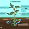 Mechanisms-of-tolerance-of-biotic-and-abiotic-stresses